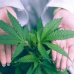 Innosurge og tina horsted: Sammen om billigere medicinsk cannabis