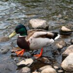 Sådan knækker du koden: 7 tips til svære krydsord