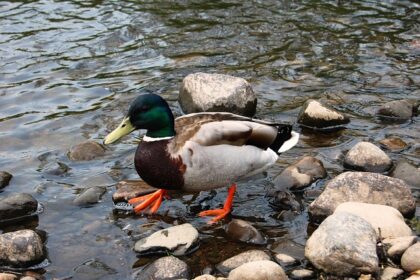 Sådan knækker du koden: 7 tips til svære krydsord