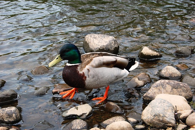 Sådan knækker du koden: 7 tips til svære krydsord