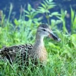 De mest almindelige krydsordsfælder – og hvordan du undgår dem