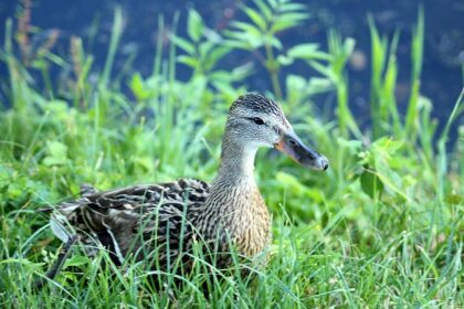 De mest almindelige krydsordsfælder – og hvordan du undgår dem