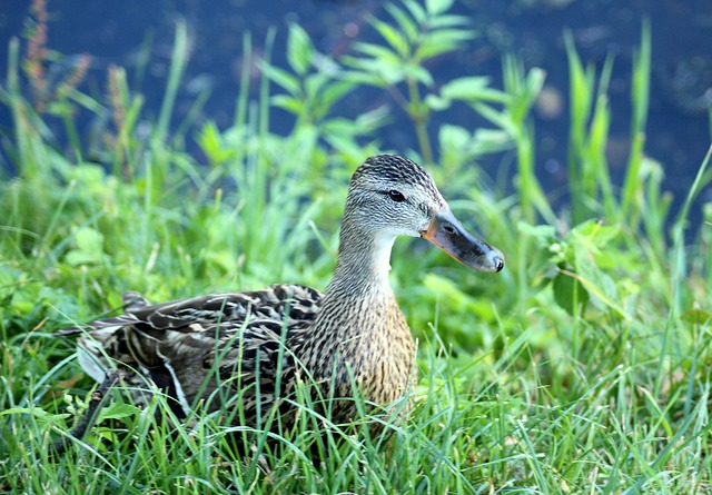 De mest almindelige krydsordsfælder – og hvordan du undgår dem