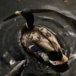 Ordbogsbrug og andre smarte hjælpemidler til krydsord