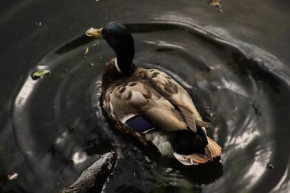 Ordbogsbrug og andre smarte hjælpemidler til krydsord
