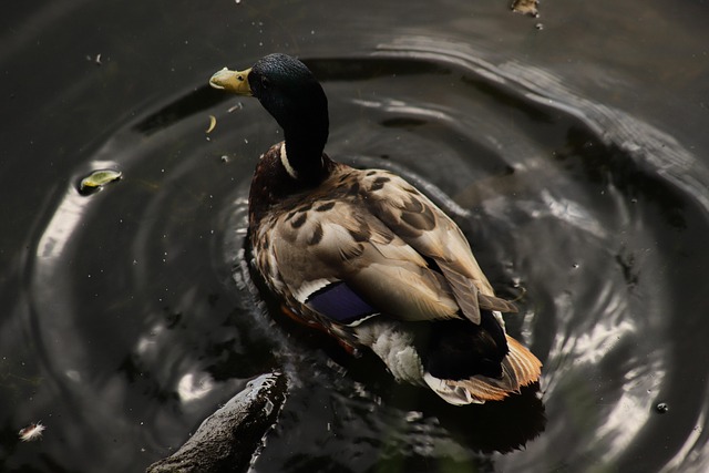 Ordbogsbrug og andre smarte hjælpemidler til krydsord